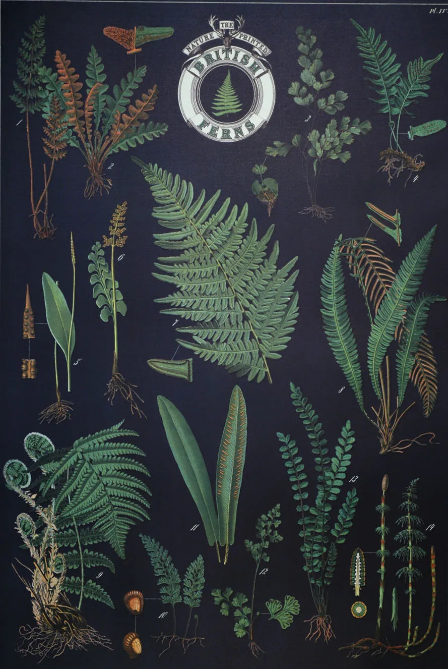 Florentine Print British Ferns