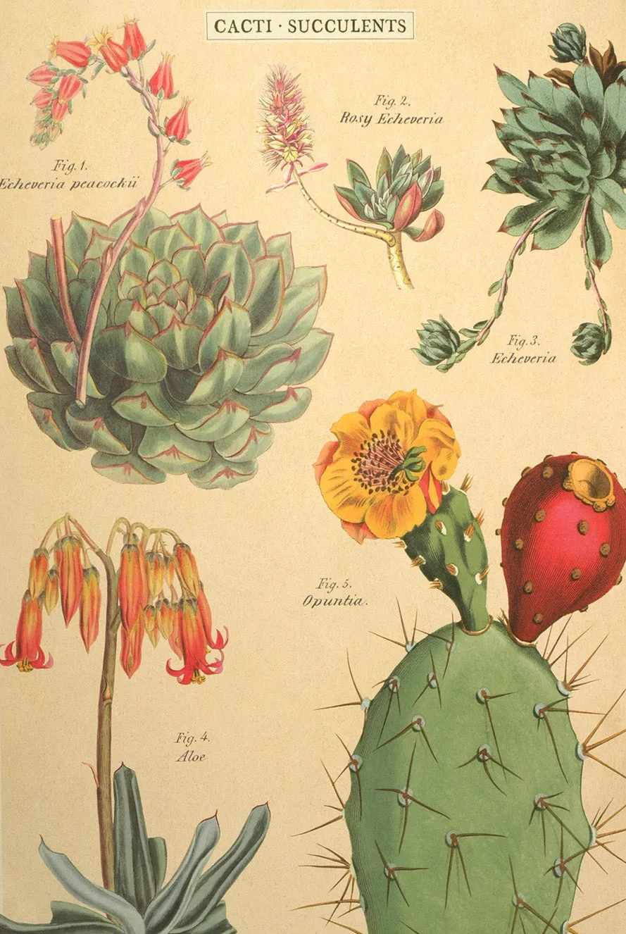 Florentine Print Cacti Fig 1 thru Fig 5